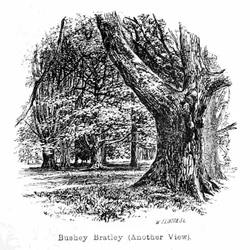 Bratley de Bushey